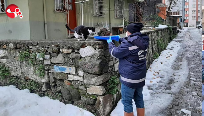 Sokak Hayvanları için...