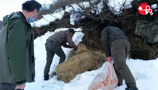Yaban hayvanları için 500 kg yem ve yiyecek desteği.