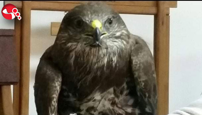 Yavru Baykuş koruma altına alındı