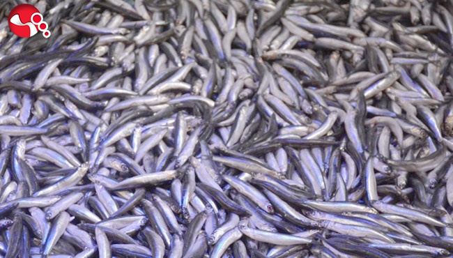 Hamsi avı yasağı uzatıldı…