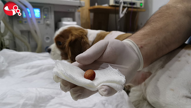 “Daisy” 3 santimlik taştan ameliyatla kurtarıldı…