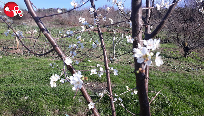 “Yalancı Bahar”a aldandılar…