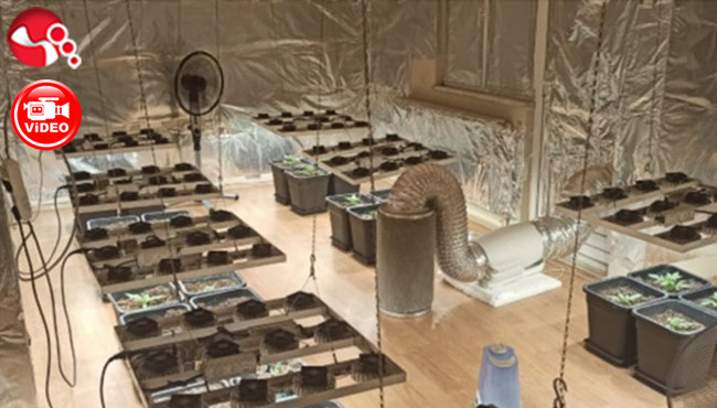 233 gram Uyuşturucu Madde ve 40 Kök Kenevir: 4 Gözaltı!!!