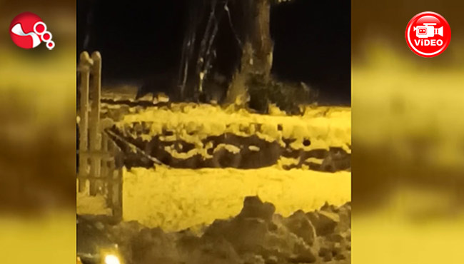 Sürü halindeydiler...