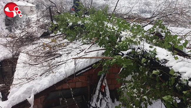 Evin üstüne ağaç düştü