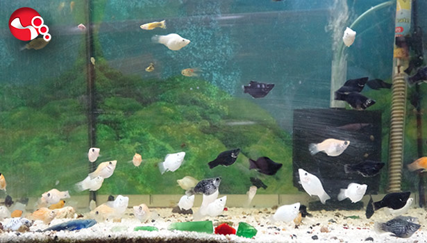 Pandemi evcil hayvan talebini artırdı