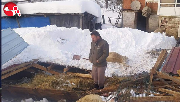 Ağıl çöktü koyunlar telef oldu