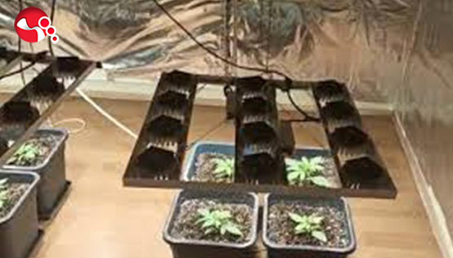 Özel düzenek ile hint keneviri yetiştiren doktor tutuklandı