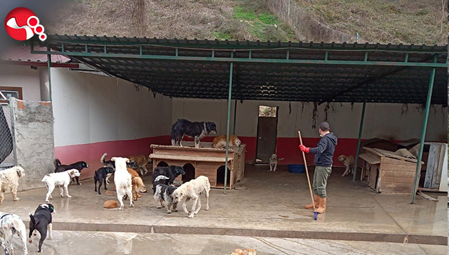 Sokak Hayvanları barınağa yerleştirildi