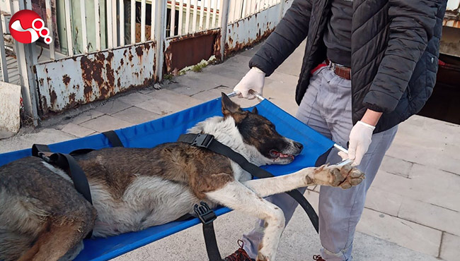Sokak köpeği tedavi altına alımdı