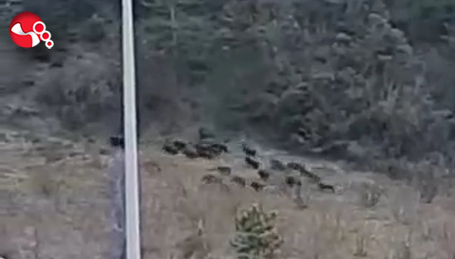 Alaplı OSB’de domuz sürüsü...