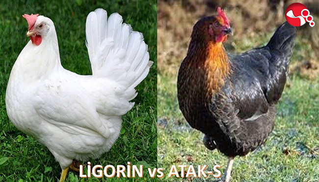 Ziraat Odası yumurta tavuğu dağıtacak