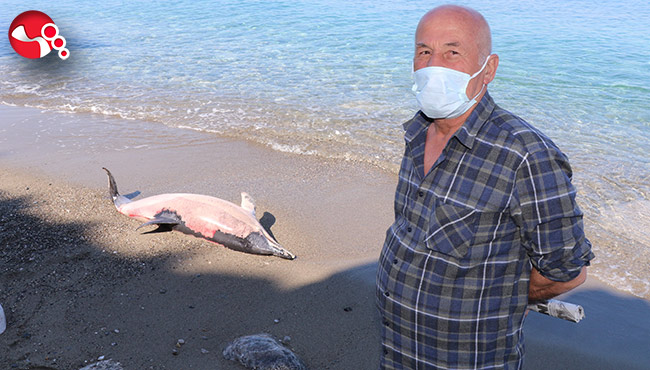 Ölü yunus kıyıya vurdu