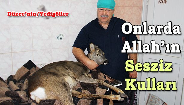 YARALI KARACA KURTARILDI