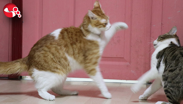 Evcil hayvanlar için mikroçip zorunlu oldu