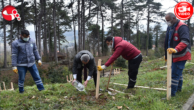 Belediye, Kestaneci’ye Kestane Fidanı dikti...