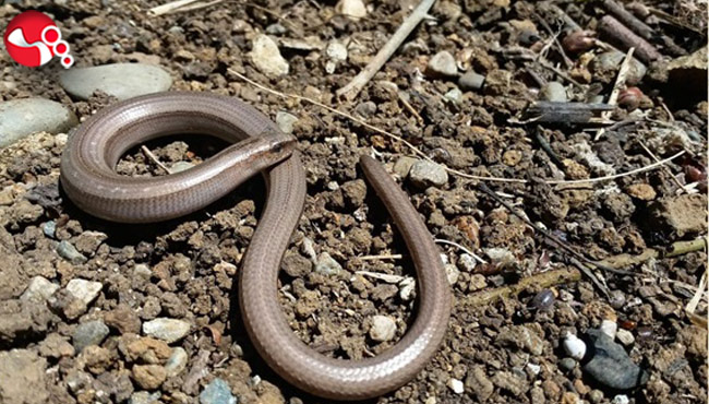 Amfibi ve Sürüngenleri Sergisi açılacak