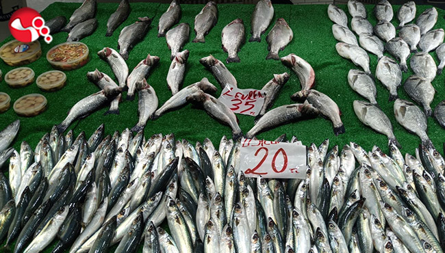 Hamsiden umduklarını bulamadılar