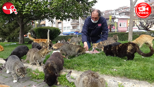 Emekli Astsubayın kedi sevgisi...
