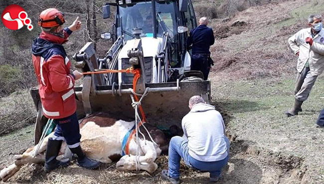 İnek mahsur kalınca...