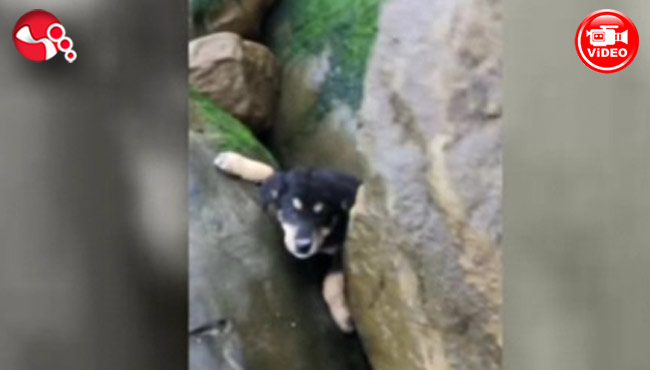 Yavru köpek kayalıklara sıkıştı...