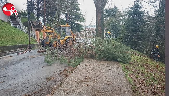 Devrilen ağaçlar kaldırılıyor...