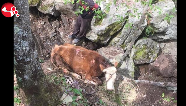 Uçuruma yuvarlandı