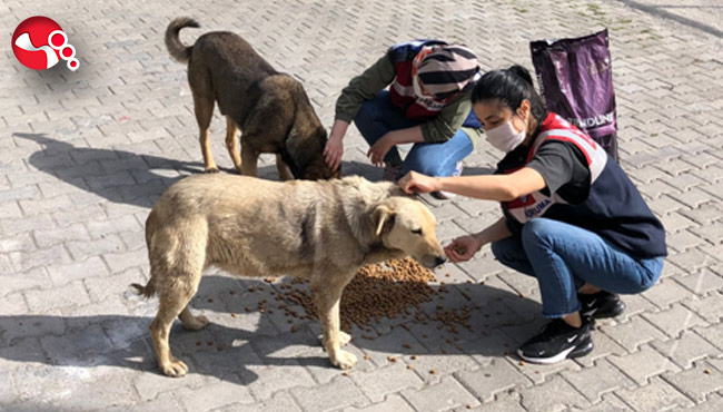 Jandarma sokak hayvanlarını unutmadı...