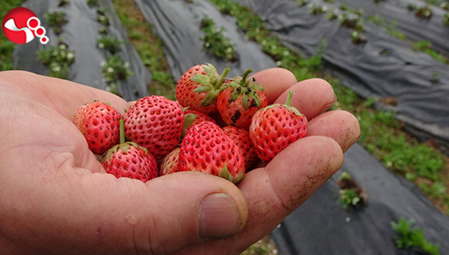 Padişahların meyvesi görücüye çıktı, talepler karşılanamıyor