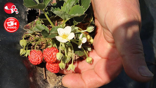 'Padişah sofrası meyvesi' gün sayıyor!!!