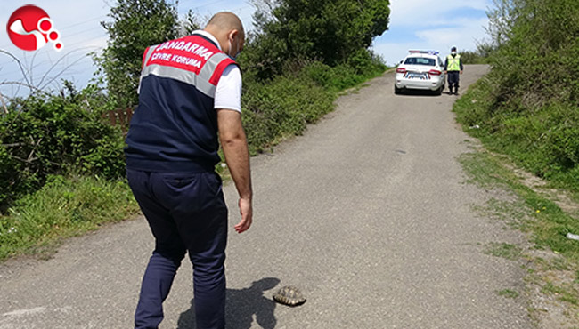 Kaplumbağaya Jandarma Şefkati