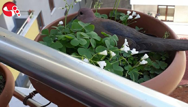 Saksıya yuva yaptı, yumurtalarına kimseyi yaklaştırmıyor