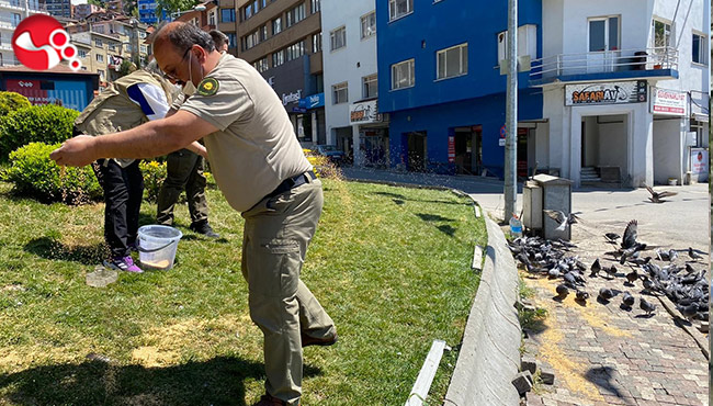 Aç kalan güvercinleri beslediler