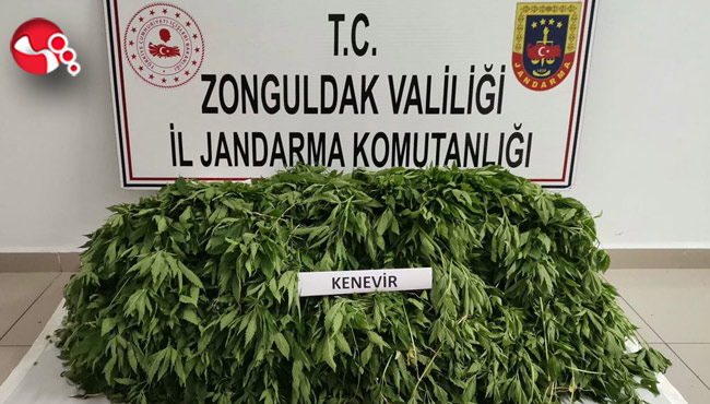 Yasadışı kenevir yetiştiriyordu...