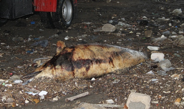 ALAPLI'DA KIYIYA VURAN ÖLÜ YUNUS KALDIRILMAYI BEKLİYOR