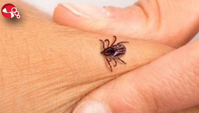 Keneye DİKKAT: 900’e yakın hastalığı hayvanlara ve insanlara nakledebilir!..