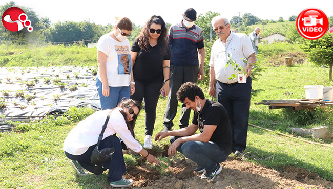 Osmanlı Çileği’nin GENleri araştırılıyor...