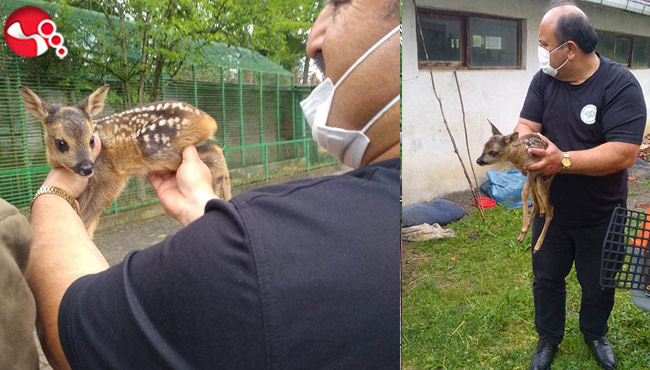 Karaca yavrusunu sokak köpeği kurtardı