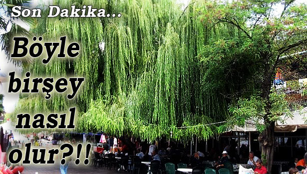 38 YILLIK SÖĞÜT AĞACINI YANLIŞLIKLA KESTİ