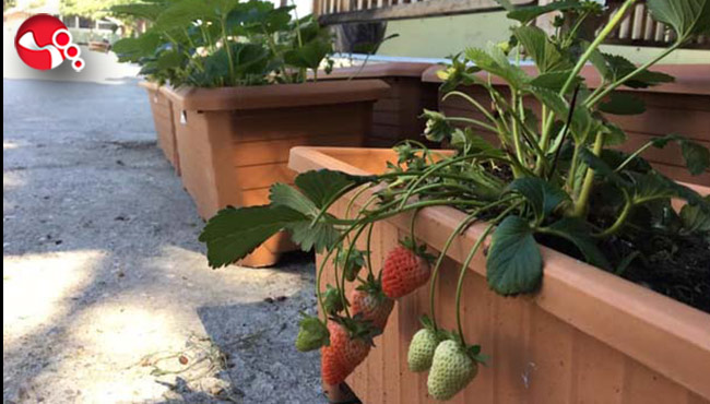 Ata tohumları meyve verdi