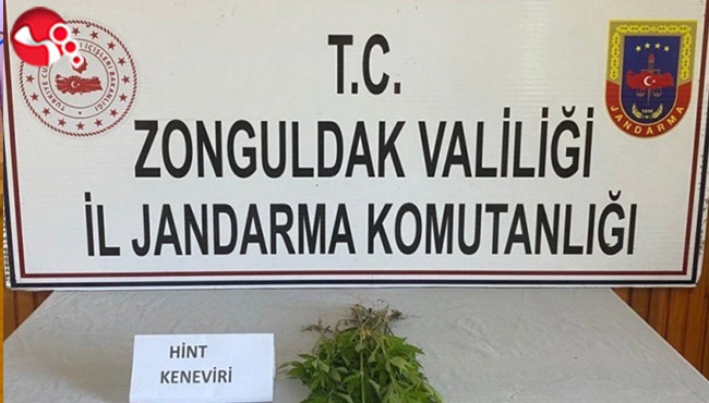 Kenevir Operasyonu!..