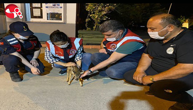 Ekiplerden karacaya şefkat eli