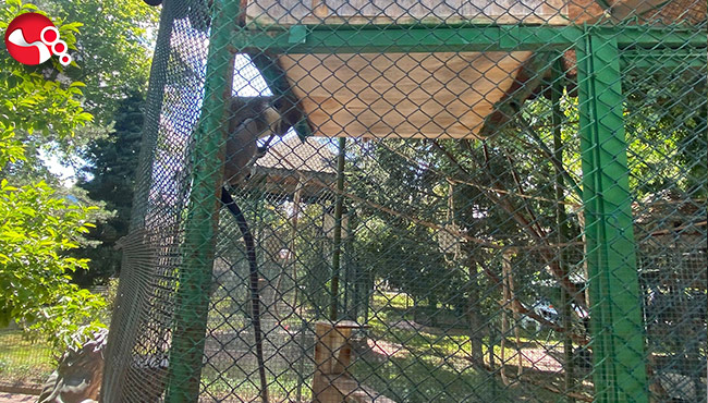 Dev Hayvanat Bahçesi kurdular