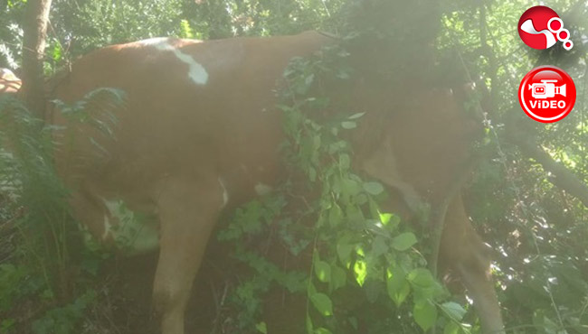 İnek Kurtarma Operasyonu!..