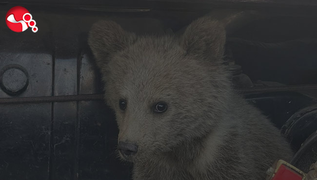 Yavru ayı köpeklerin saldırısına uğradı