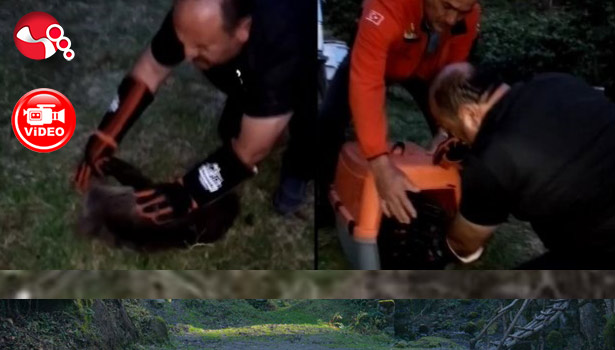 Ayı yavrusuna sahip çıktılar!..