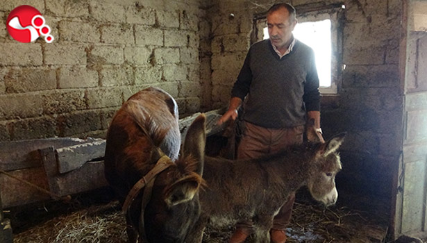 Pandemi eşek sütünü de etkiledi