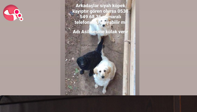 ASİL HER YERDE ARANIYOR...