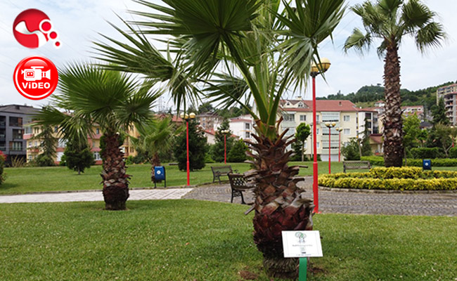 SAHİLDEKİ AĞAÇLARIN ARTIK KİMLİKLERİ VAR