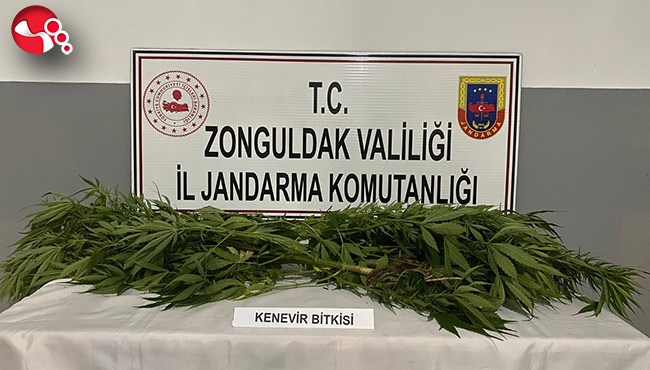 Kenevir ve kubar esrar ele geçirildi